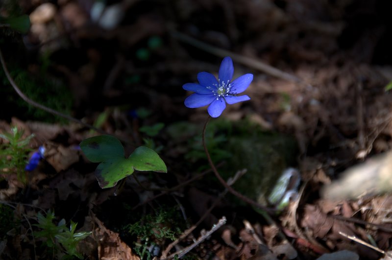 Nel sottobosco di questi tempi